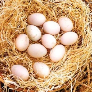 radio gamefowl eggs for sale