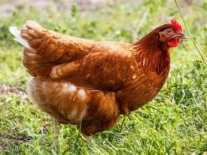 red star chickens for sale