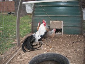 silver duckwing phoenix chickens1