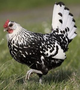 silver spangled hamburg for sale