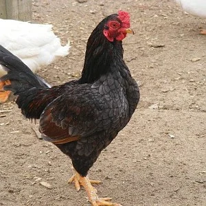 dark cornish hens for sale