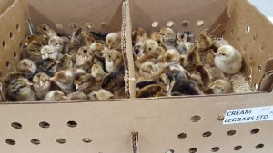 cream legbar chicks for sale