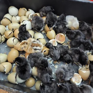 olive egger hatching eggs for sale 1