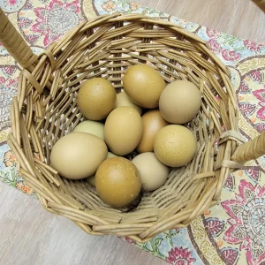 olive egger hatching eggs for sale 3