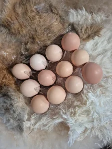 black australorp hatching eggs for sale 1