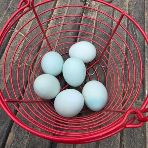 ermine ameraucana chickens for sale