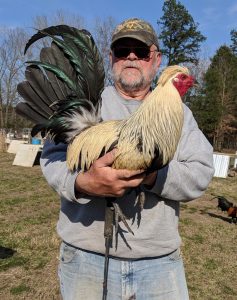 Flarry Eye Grey Gamefowl 1