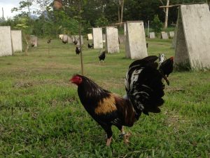 brassback butcher gamefowl for sale2