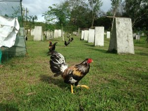 brassback butcher gamefowl for sale1