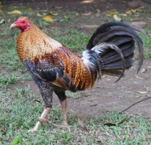 dom gamefowl for sale1