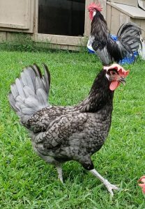 blue andalusian chickens for sale