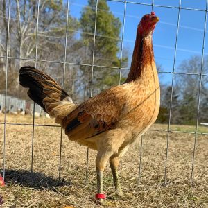 Green Legged Sweater Gamefowl