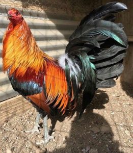 Green Legged Sweater Gamefowl 1