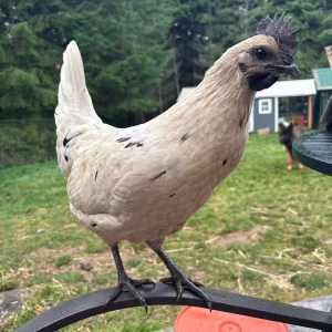 zombie chicken for sale