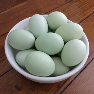 easter egger hatching eggs for sale 3