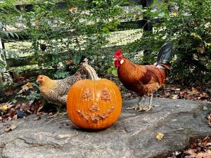 sicilian buttercup chickens for sale