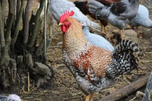 bielefelder chicken for sale