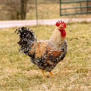bielefelder chicken for sale 1