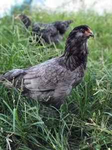 blue ameraucana chicken for sale