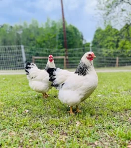 columbian wyandotte chickens for sale