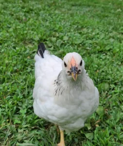 columbian wyandotte chickens for sale