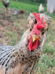 cream legbar chickens for sale 2