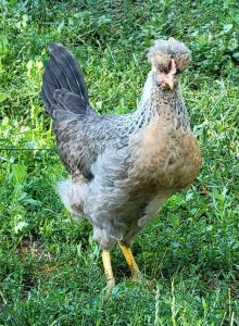 cream legbar chickens for sale 1