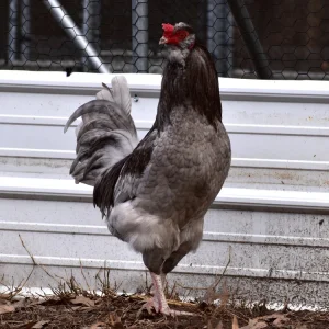easter egger hatching eggs for sale 2