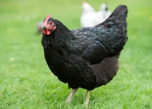 black langshan chickens for sale