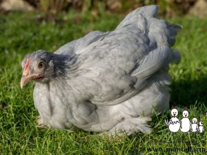 pekin bantam hens for sale