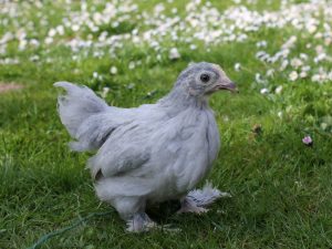 pekin bantam hens for sale 1