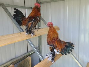 mille fleur d uccle bantam chicken for sale