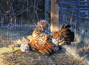 mille fleur d uccle bantam chicken for sale