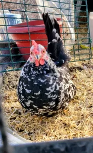 mottled japanese bantam for sale