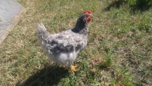 sapphire gem chicken for sale 1
