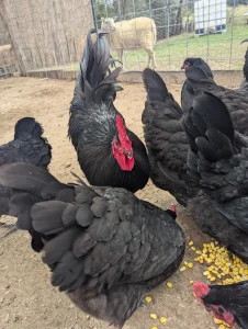 black australorp hatching eggs for sale 2