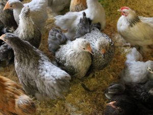 pekin bantam hens for sale 3