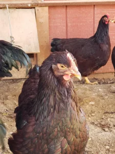 rhode island red hatching eggs for sale 1