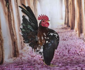 american serama chickens for sale
