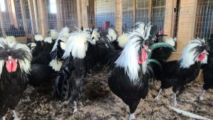 crested polish chickens for sale