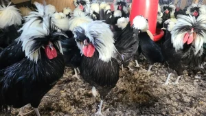 crested polish chickens for sale 3