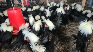 crested polish chickens for sale 4