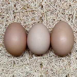 white plymouth rock hatching eggs for sale 1