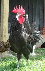 white faced spanish chickens for sale