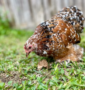 calico cochin bantam for sale