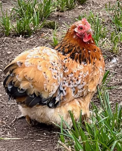 calico cochin bantam for sale
