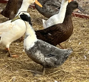 dutch hookbill ducks for sale