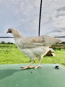 amber star chicken for sale