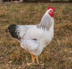columbian rock chicken for sale 1