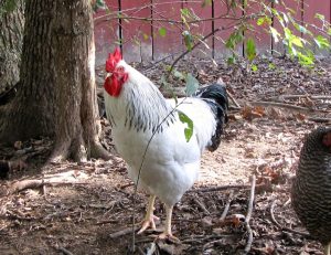 columbian rock chicken for sale
